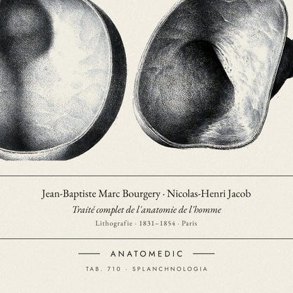 Nahaufnahme der Bildunterschrift: Jean-Baptiste Marc Bourgery · Nicolas-Henri Jacob · Traité complet de l'anatomie de l'homme, TAB. 710 · SPLANCHNOLOGIA