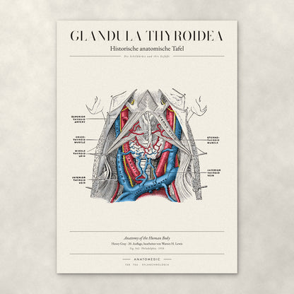 Glandula Thyroidea – Anatomie-Poster von ANATOMEDIC, historische anatomische Tafel: Die Schilddrüse und ihre Gefäße