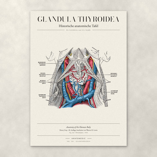 Glandula Thyroidea – Anatomie-Poster von ANATOMEDIC, historische anatomische Tafel: Die Schilddrüse und ihre Gefäße