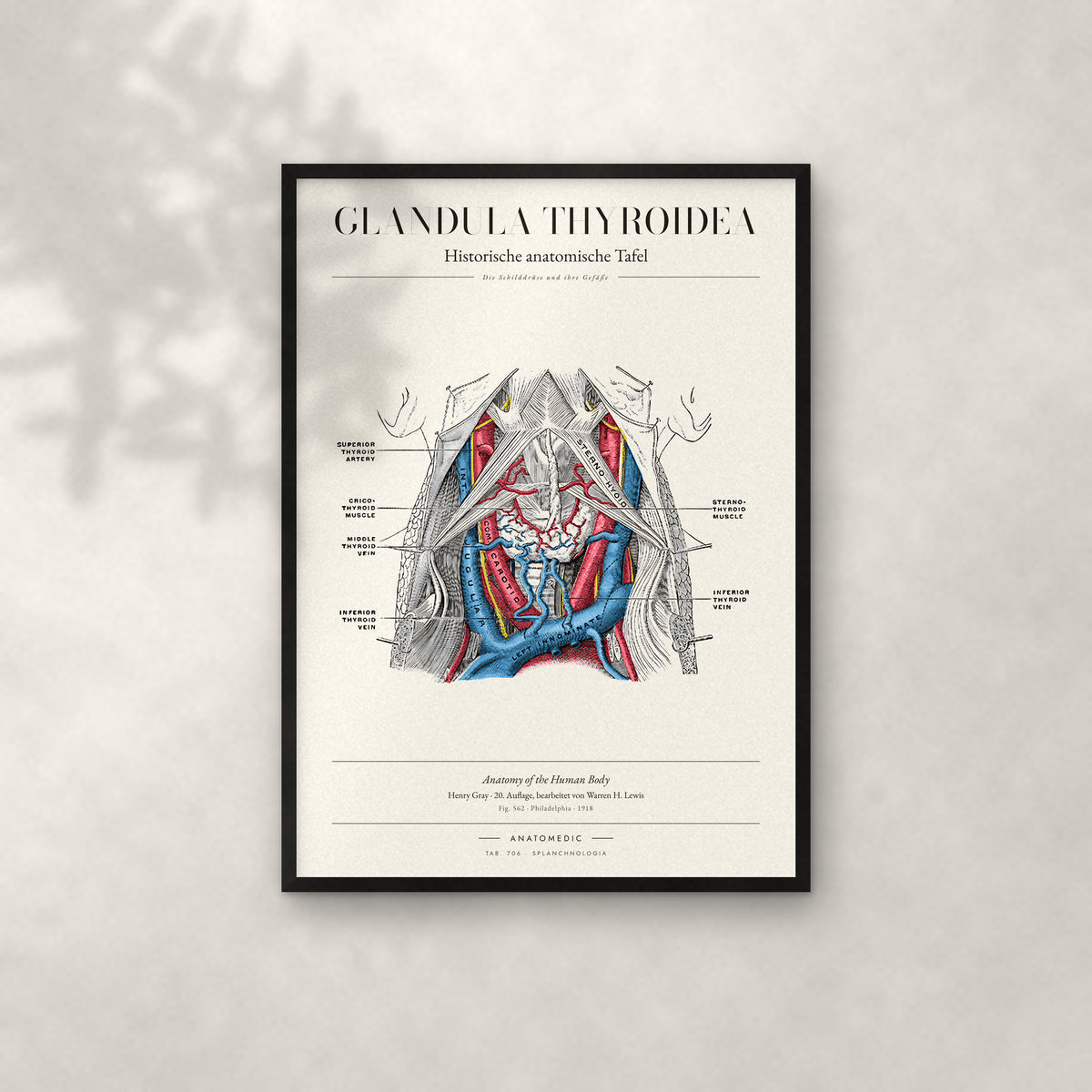 Glandula Thyroidea Anatomie-Poster im schwarzen Rahmen an heller Wand