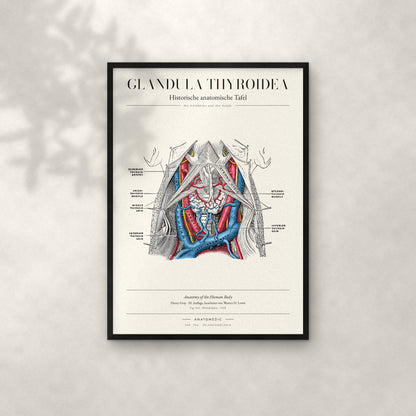 Glandula Thyroidea Anatomie-Poster im schwarzen Rahmen an heller Wand
