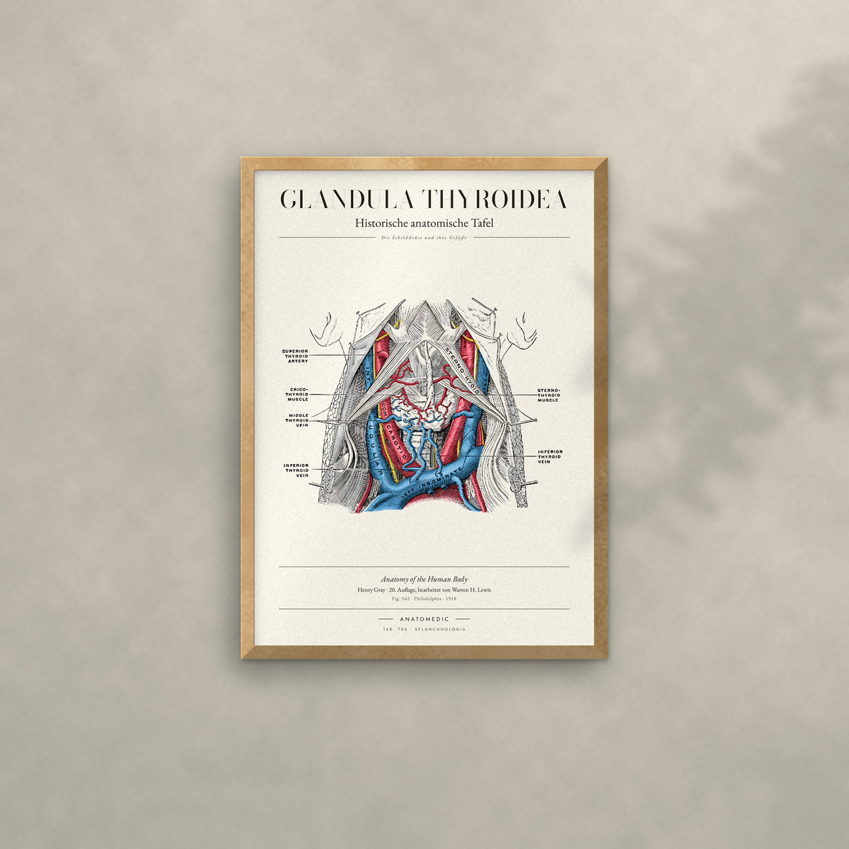 Glandula Thyroidea Anatomie-Poster im Eichenrahmen an heller Wand