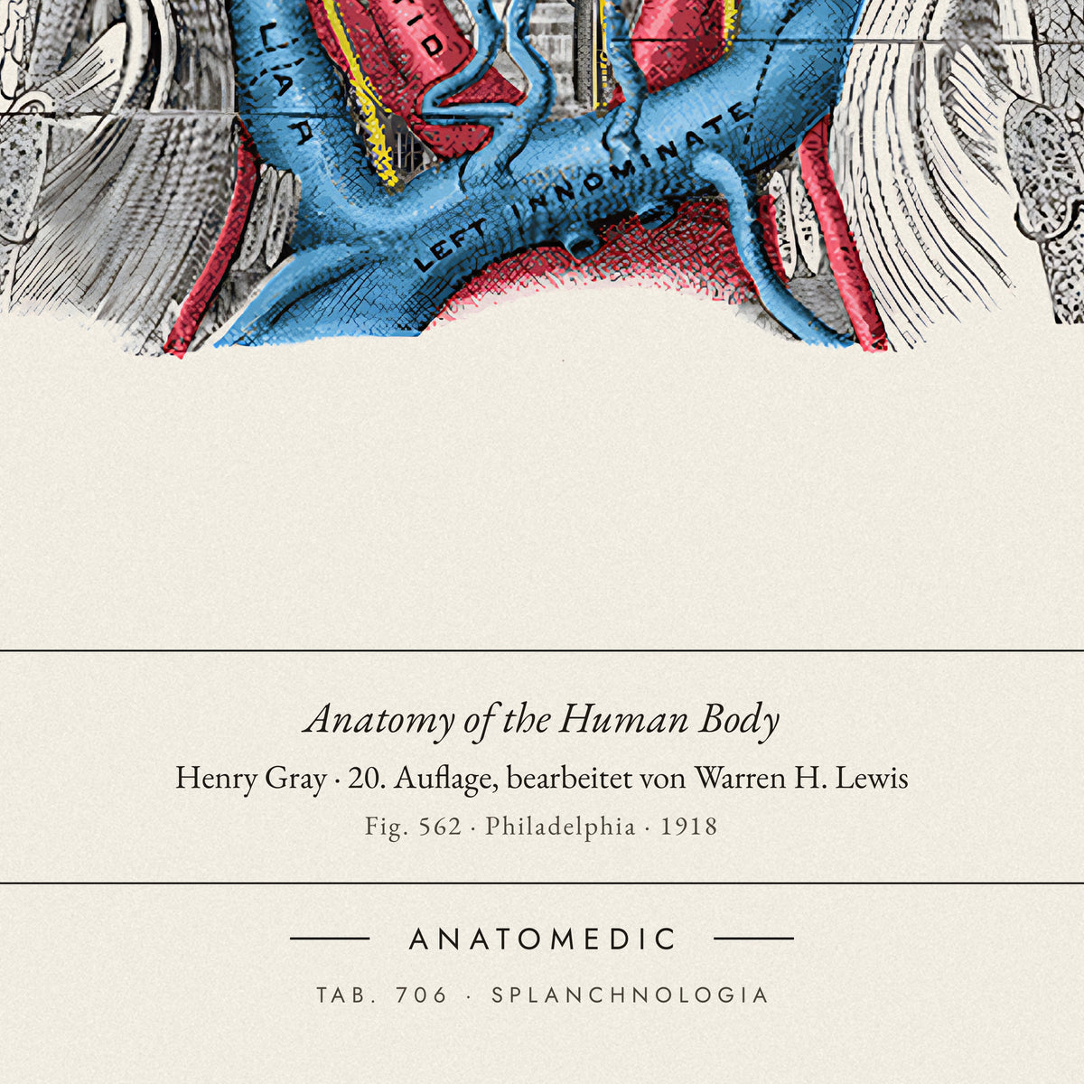 Nahaufnahme der Bildunterschrift: Anatomy of the Human Body · Henry Gray · 20. Auflage, bearbeitet von Warren H. Lewis, TAB. 706 · SPLANCHNOLOGIA