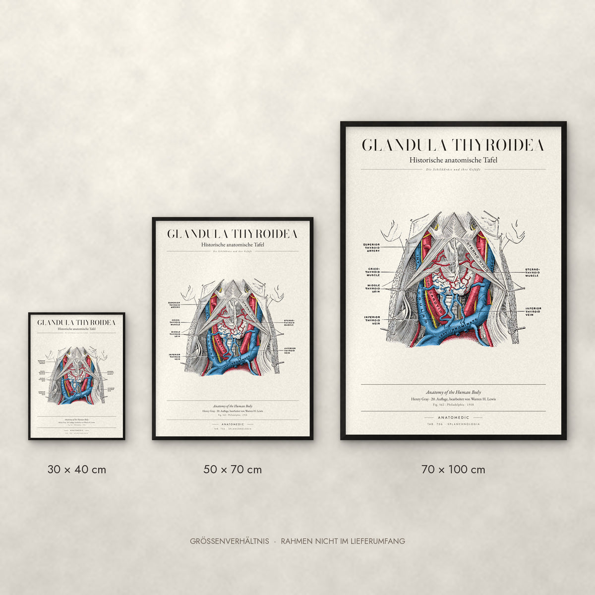 Glandula Thyroidea Poster im Größenvergleich: 30 × 40, 50 × 70 und 70 × 100 cm