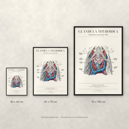 Glandula Thyroidea Poster im Größenvergleich: 30 × 40, 50 × 70 und 70 × 100 cm