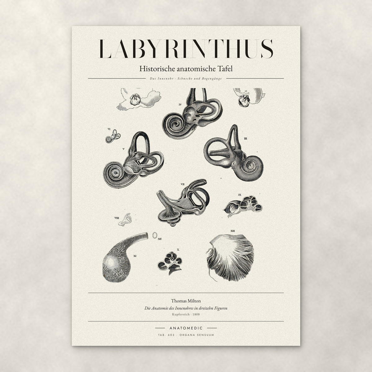 Labyrinthus – Anatomie-Poster von ANATOMEDIC, historische anatomische Tafel: Das Innenohr · Schnecke und Bogengänge