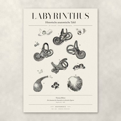 Labyrinthus – Anatomie-Poster von ANATOMEDIC, historische anatomische Tafel: Das Innenohr · Schnecke und Bogengänge