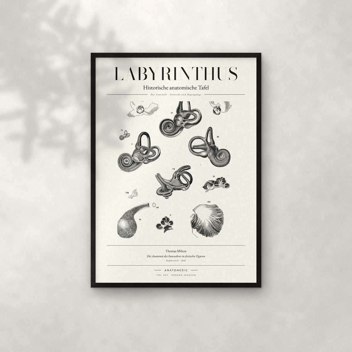 Labyrinthus Anatomie-Poster im schwarzen Rahmen an heller Wand