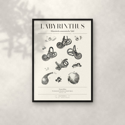 Labyrinthus Anatomie-Poster im schwarzen Rahmen an heller Wand