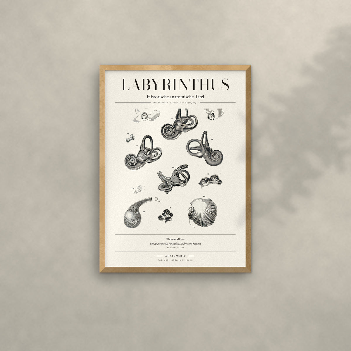 Labyrinthus Anatomie-Poster im Eichenrahmen an heller Wand