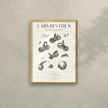Labyrinthus Anatomie-Poster im Eichenrahmen an heller Wand