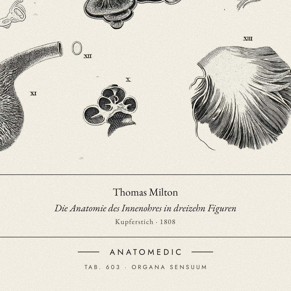 Nahaufnahme der Bildunterschrift: Thomas Milton · Die Anatomie des Innenohres in dreizehn Figuren, TAB. 603 · ORGANA SENSUUM