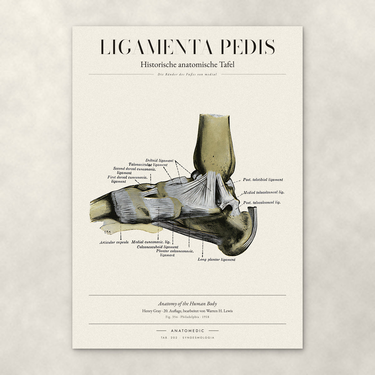 Ligamenta Pedis – Anatomie-Poster von ANATOMEDIC, historische anatomische Tafel: Die Bänder des Fußes von medial