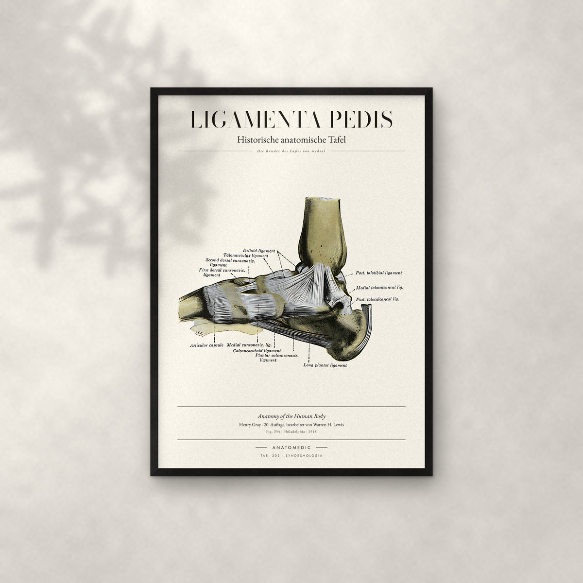 Ligamenta Pedis Anatomie-Poster im schwarzen Rahmen an heller Wand