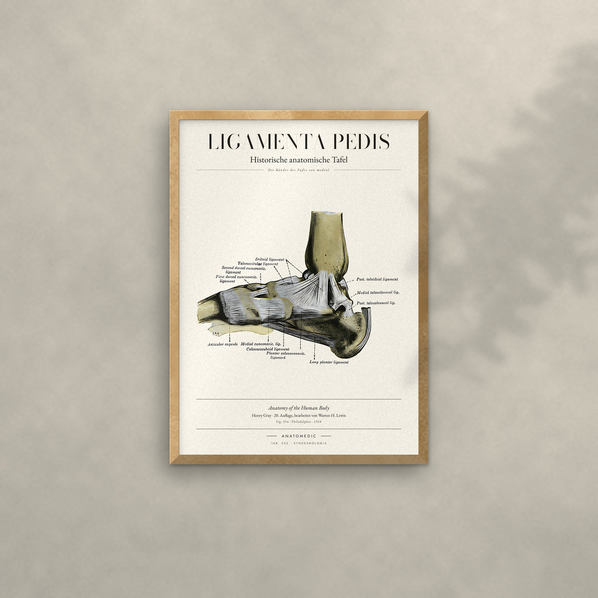 Ligamenta Pedis Anatomie-Poster im Eichenrahmen an heller Wand