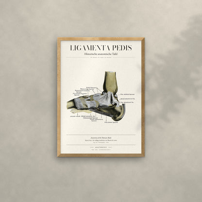 Ligamenta Pedis Anatomie-Poster im Eichenrahmen an heller Wand