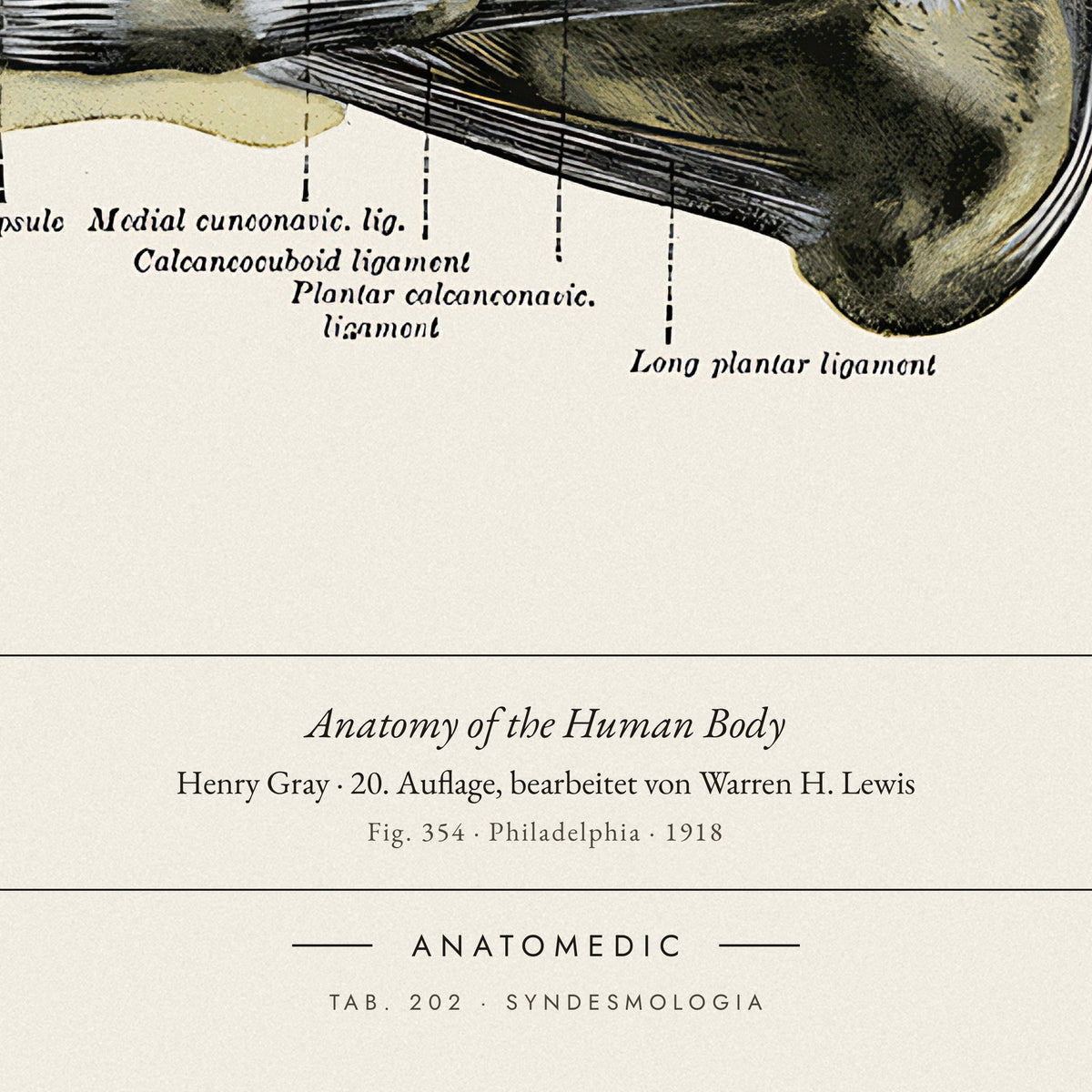 Nahaufnahme der Bildunterschrift: Anatomy of the Human Body · Henry Gray · 20. Auflage, bearbeitet von Warren H. Lewis, TAB. 202 · SYNDESMOLOGIA