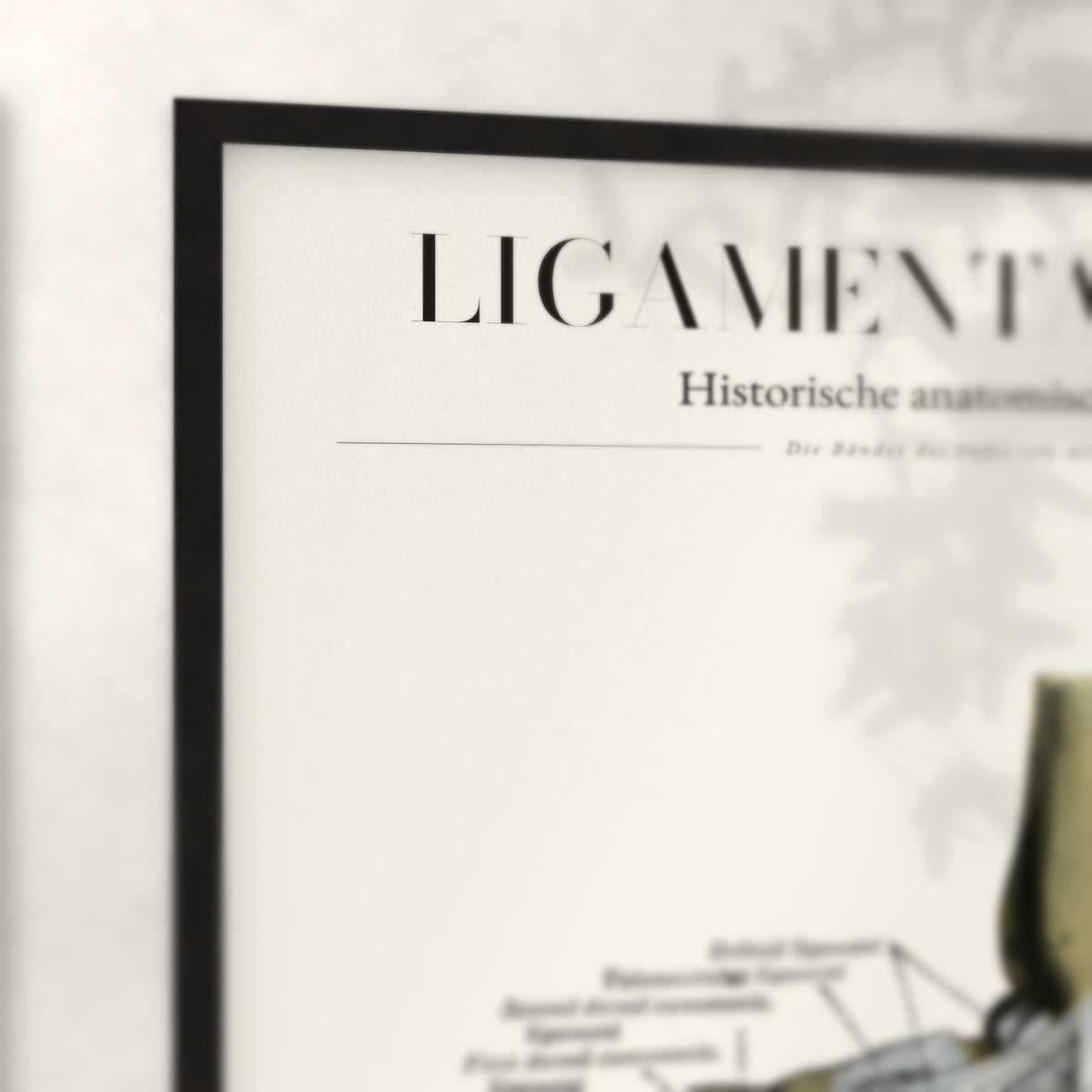 Nahaufnahme von Rahmenecke und Titel „Ligamenta Pedis“