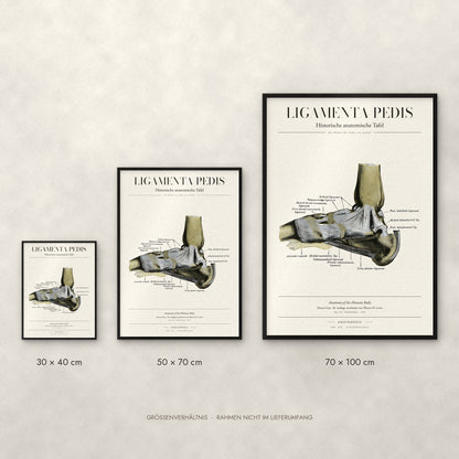 Ligamenta Pedis Poster im Größenvergleich: 30 × 40, 50 × 70 und 70 × 100 cm