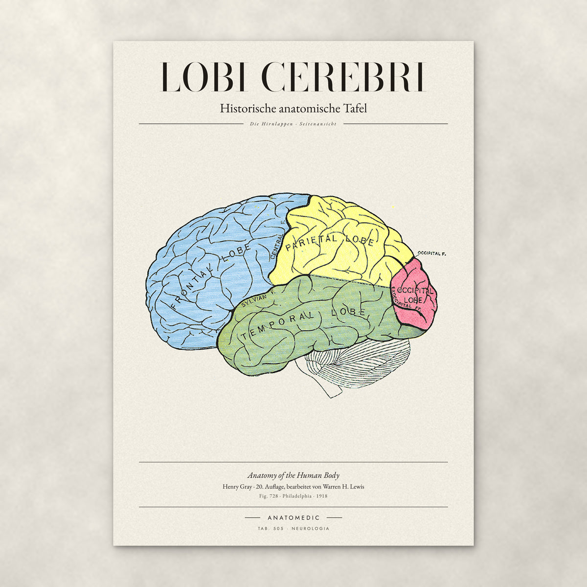 Lobi Cerebri – Anatomie-Poster von ANATOMEDIC, historische anatomische Tafel: Die Hirnlappen · Seitenansicht