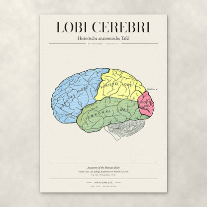 Lobi Cerebri – Anatomie-Poster von ANATOMEDIC, historische anatomische Tafel: Die Hirnlappen · Seitenansicht