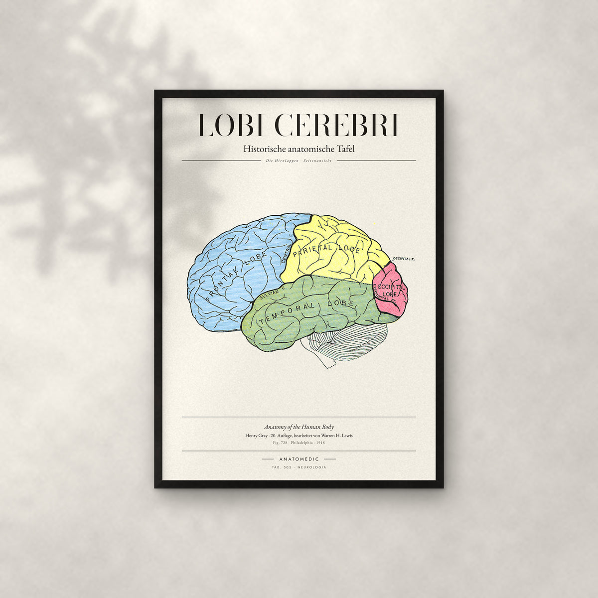 Lobi Cerebri Anatomie-Poster im schwarzen Rahmen an heller Wand