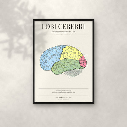 Lobi Cerebri Anatomie-Poster im schwarzen Rahmen an heller Wand