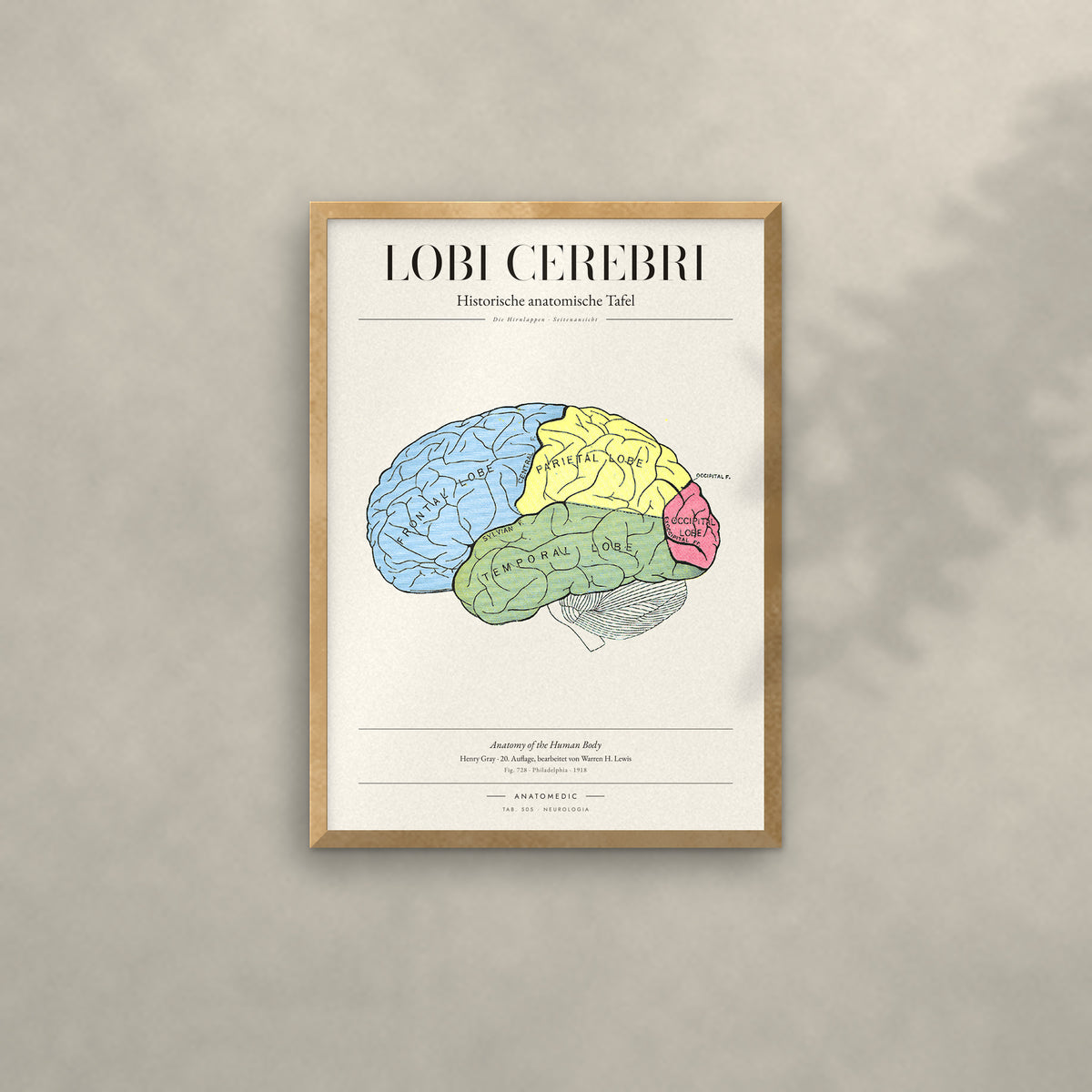 Lobi Cerebri Anatomie-Poster im Eichenrahmen an heller Wand