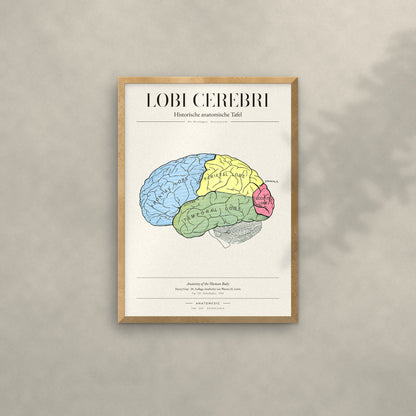 Lobi Cerebri Anatomie-Poster im Eichenrahmen an heller Wand