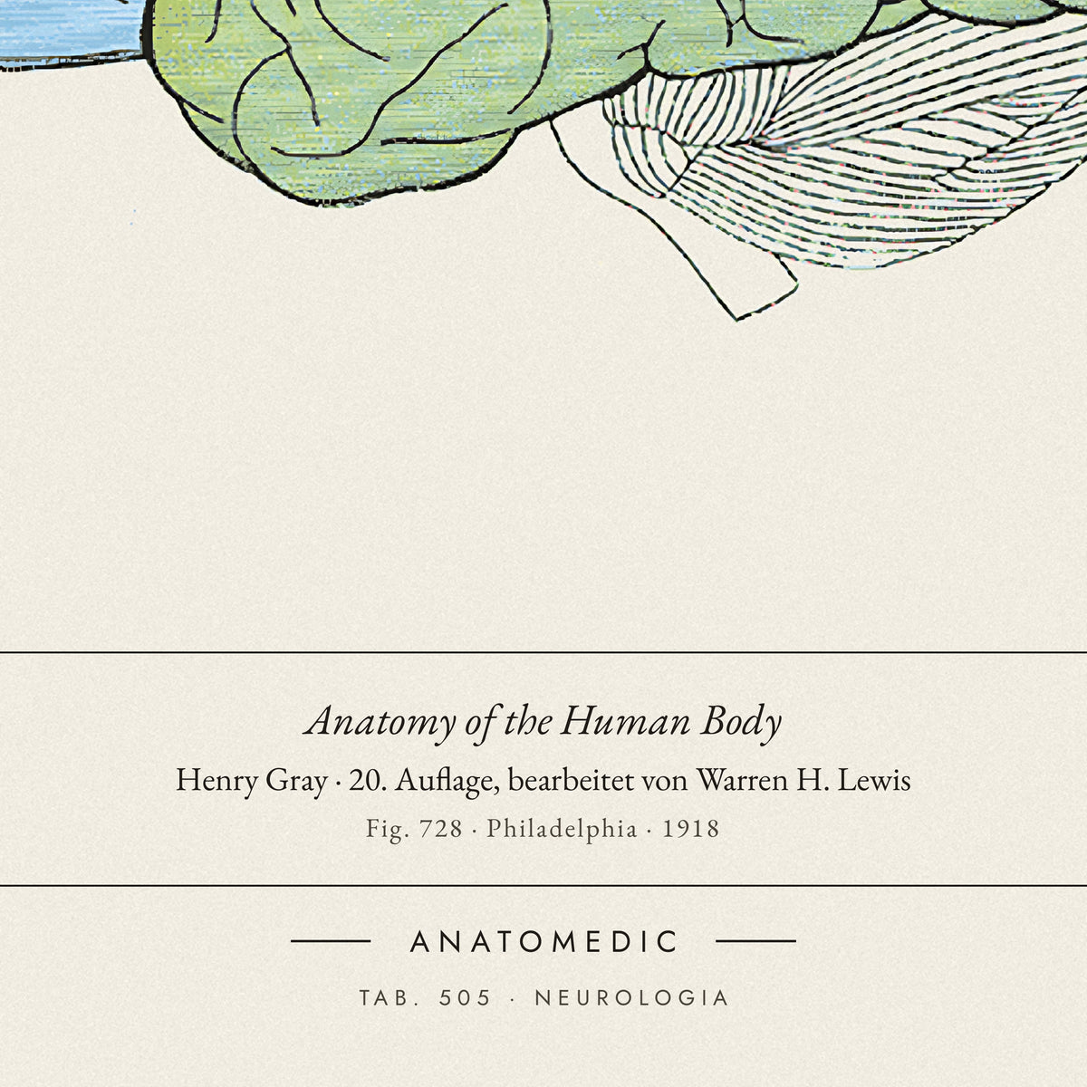 Nahaufnahme der Bildunterschrift: Anatomy of the Human Body · Henry Gray · 20. Auflage, bearbeitet von Warren H. Lewis, TAB. 505 · NEUROLOGIA