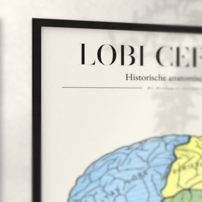 Nahaufnahme von Rahmenecke und Titel „Lobi Cerebri“