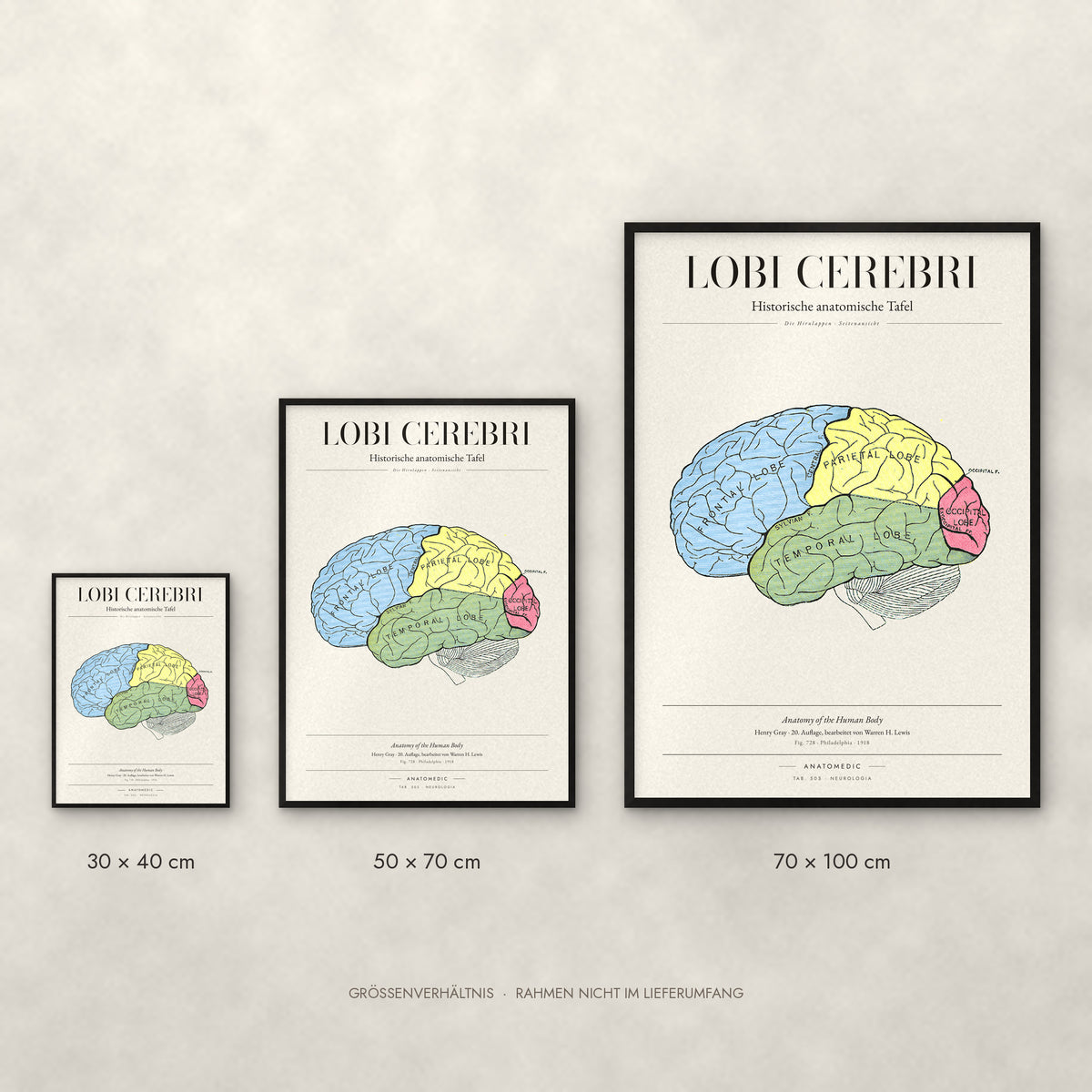 Lobi Cerebri Poster im Größenvergleich: 30 × 40, 50 × 70 und 70 × 100 cm