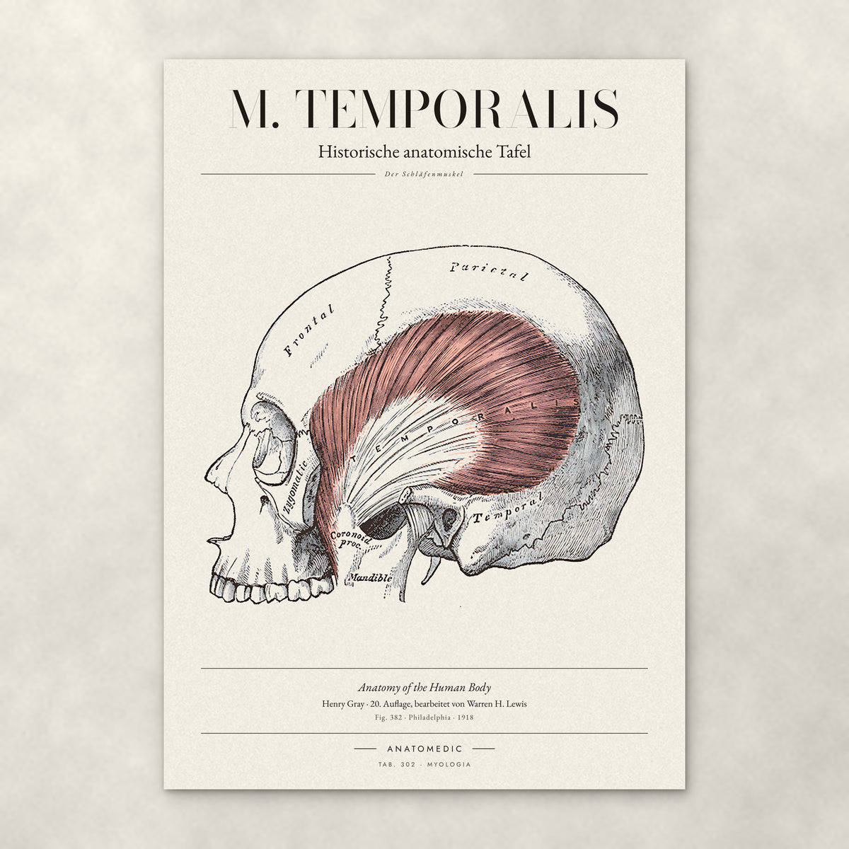 M. Temporalis – Anatomie-Poster von ANATOMEDIC, historische anatomische Tafel: Der Schläfenmuskel