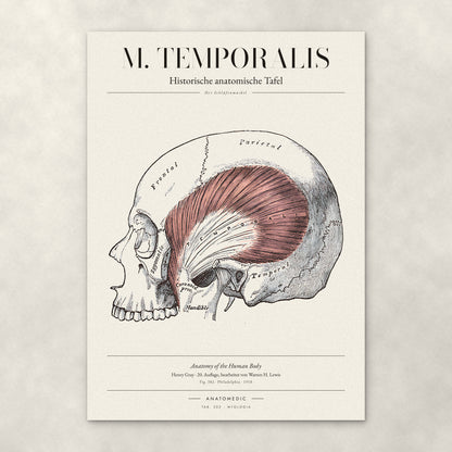 M. Temporalis – Anatomie-Poster von ANATOMEDIC, historische anatomische Tafel: Der Schläfenmuskel