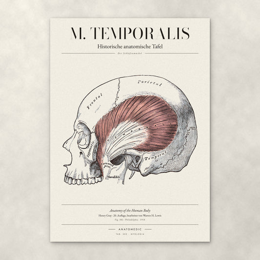 M. Temporalis – Anatomie-Poster von ANATOMEDIC, historische anatomische Tafel: Der Schläfenmuskel