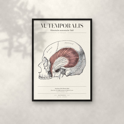 M. Temporalis Anatomie-Poster im schwarzen Rahmen an heller Wand