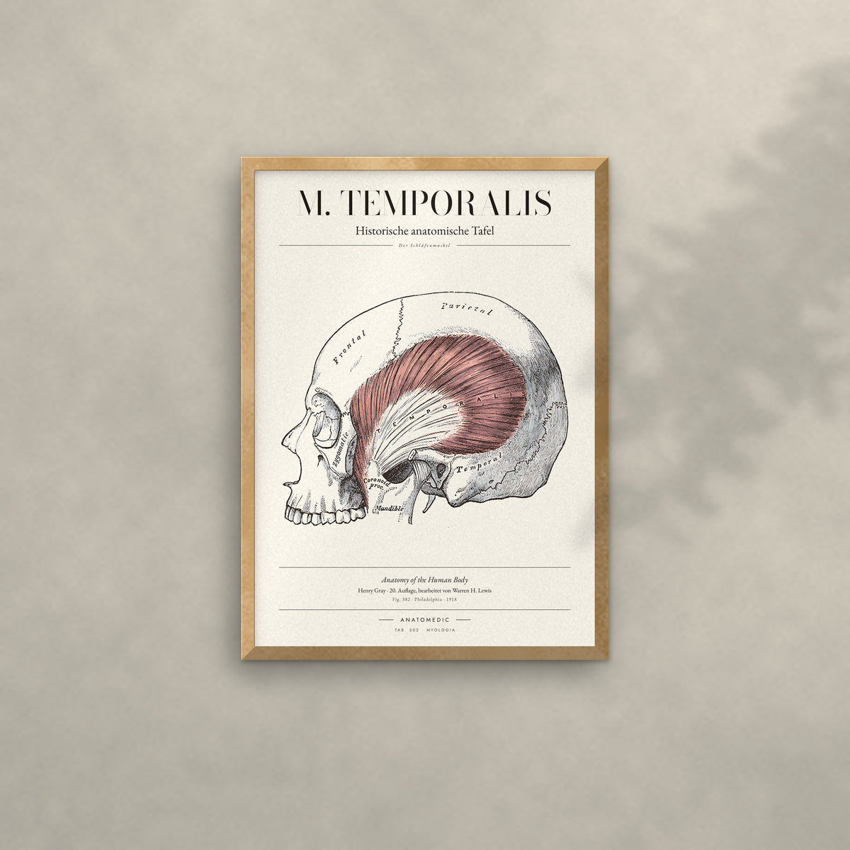 M. Temporalis Anatomie-Poster im Eichenrahmen an heller Wand