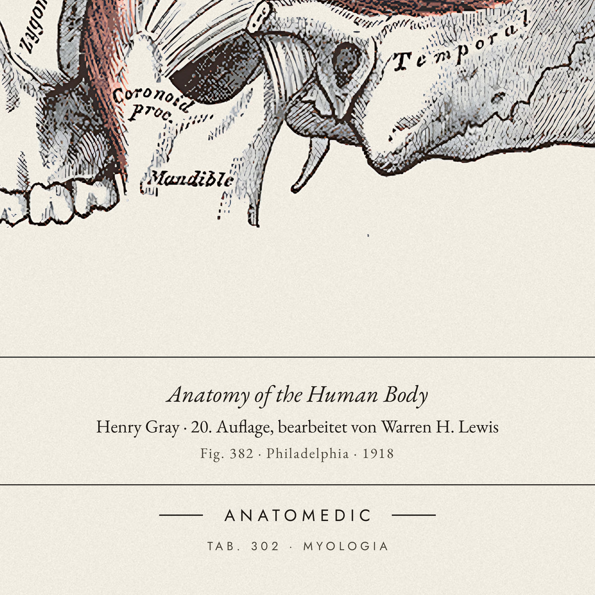 Nahaufnahme der Bildunterschrift: Anatomy of the Human Body · Henry Gray · 20. Auflage, bearbeitet von Warren H. Lewis, TAB. 302 · MYOLOGIA