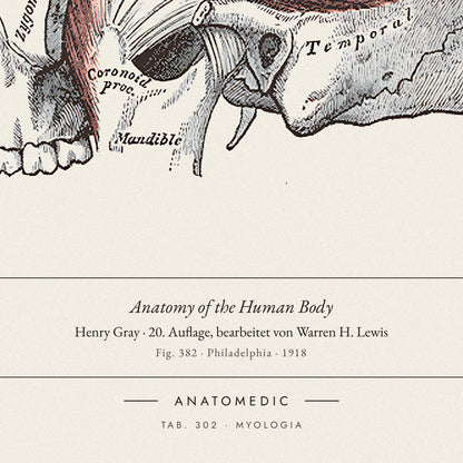 Nahaufnahme der Bildunterschrift: Anatomy of the Human Body · Henry Gray · 20. Auflage, bearbeitet von Warren H. Lewis, TAB. 302 · MYOLOGIA