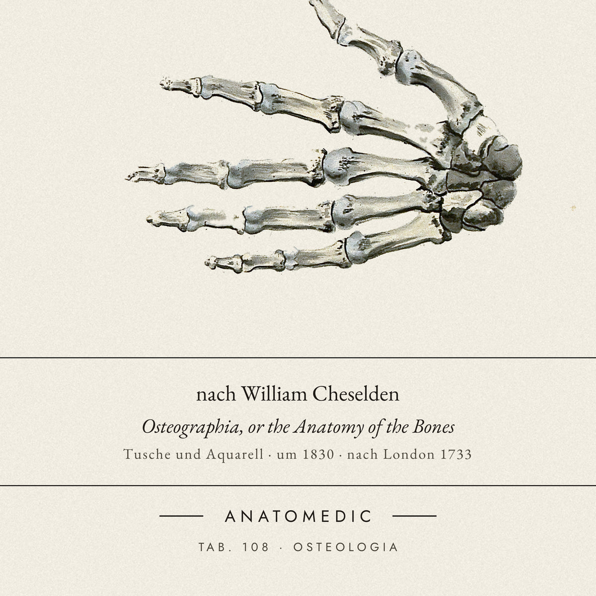 Nahaufnahme der Bildunterschrift: nach William Cheselden · Osteographia, or the Anatomy of the Bones, TAB. 108 · OSTEOLOGIA