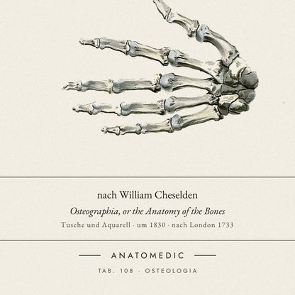 Nahaufnahme der Bildunterschrift: nach William Cheselden · Osteographia, or the Anatomy of the Bones, TAB. 108 · OSTEOLOGIA