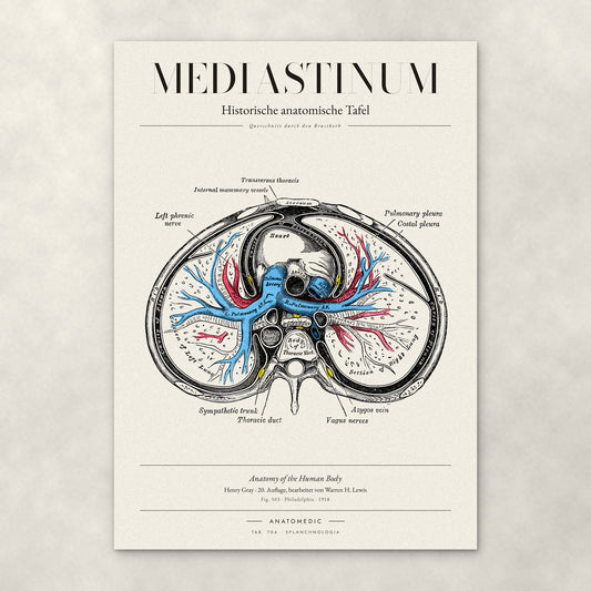 Mediastinum – Anatomie-Poster von ANATOMEDIC, historische anatomische Tafel: Querschnitt durch den Brustkorb
