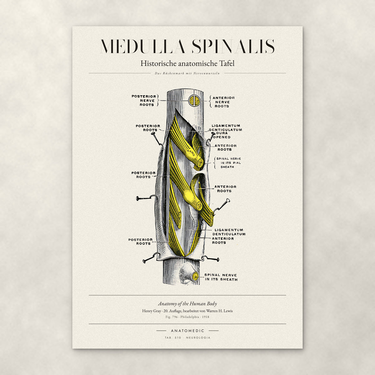 Medulla Spinalis – Anatomie-Poster von ANATOMEDIC, historische anatomische Tafel: Das Rückenmark mit Nervenwurzeln