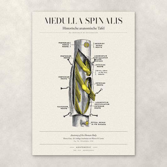 Medulla Spinalis – Anatomie-Poster von ANATOMEDIC, historische anatomische Tafel: Das Rückenmark mit Nervenwurzeln
