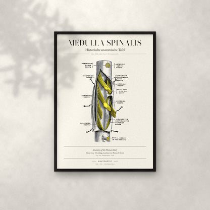 Medulla Spinalis Anatomie-Poster im schwarzen Rahmen an heller Wand