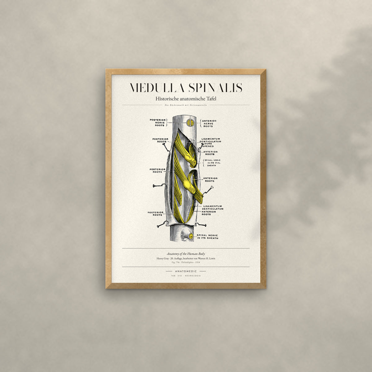 Medulla Spinalis Anatomie-Poster im Eichenrahmen an heller Wand