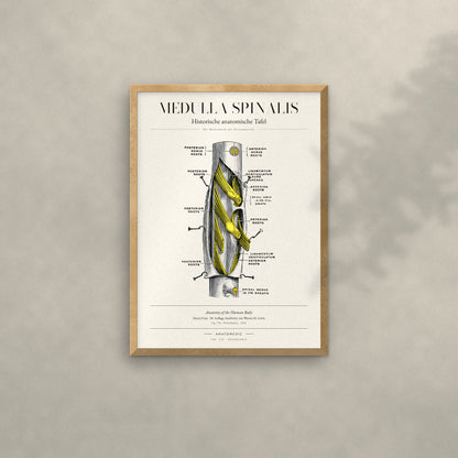 Medulla Spinalis Anatomie-Poster im Eichenrahmen an heller Wand