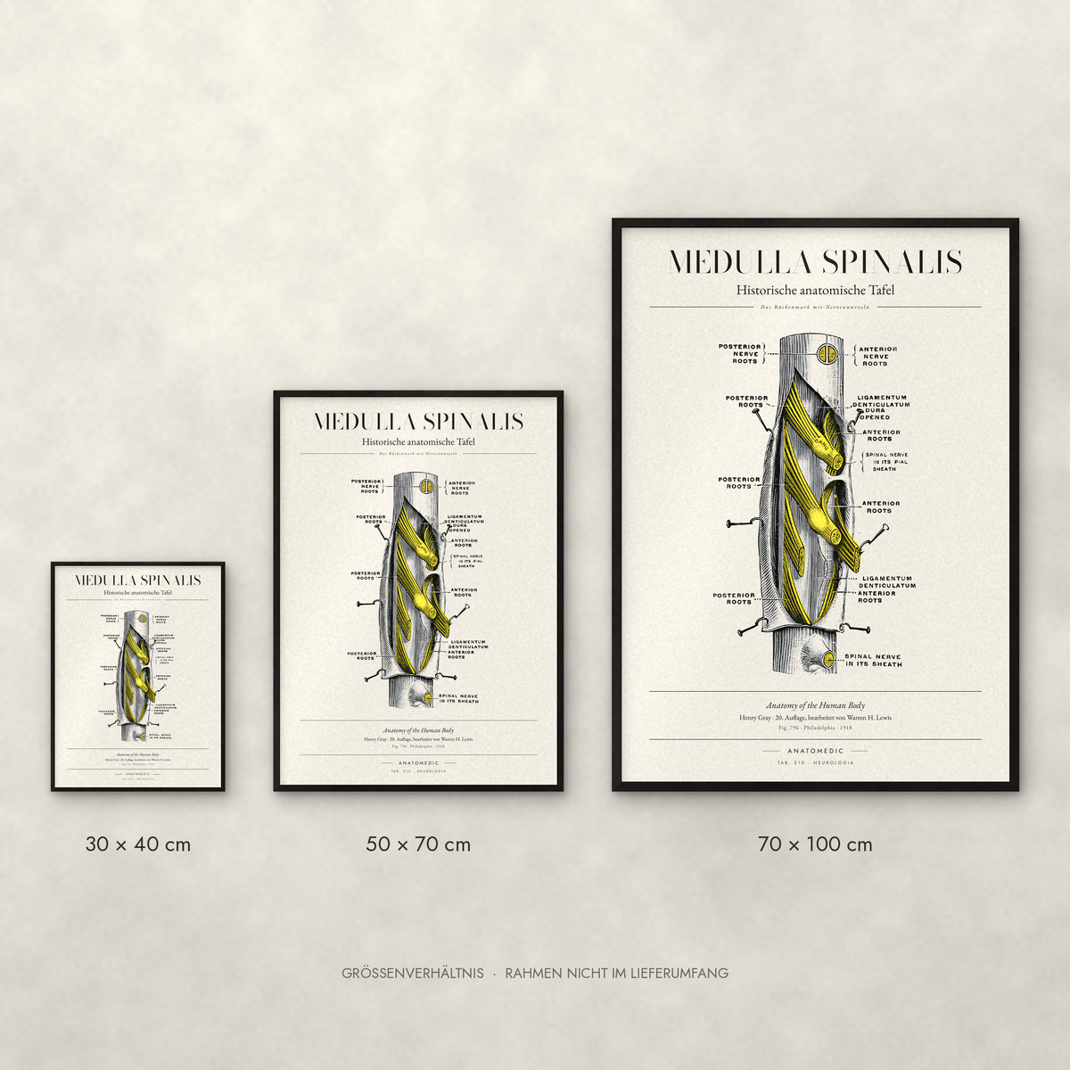 Medulla Spinalis Poster im Größenvergleich: 30 × 40, 50 × 70 und 70 × 100 cm