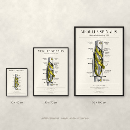 Medulla Spinalis Poster im Größenvergleich: 30 × 40, 50 × 70 und 70 × 100 cm
