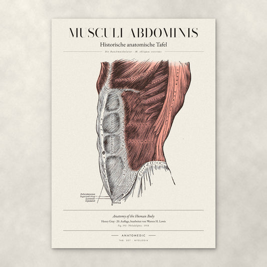 Musculi Abdominis – Anatomie-Poster von ANATOMEDIC, historische anatomische Tafel: Die Bauchmuskulatur · M. obliquus externus